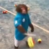 Monos y changuitos 6🐒🦍🦧 7