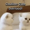 Everyday Cats 🐈‍⬛ 16