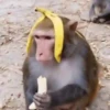Macaco 🐒 9