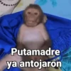 Monos con Frases 3🐒 5