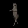 Animalitos de Tiktok 🤑😾 6