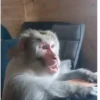 Monitos 🐵🐵🐵 7