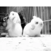Rabbit 5