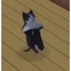 Gato 21