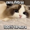 Gatos traviesos🐈🐾🐈‍⬛ 14