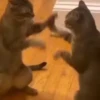 Gatos y gatitos Pal chat 😹🐈‍⬛🐈 10