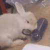 🐰CONEJOS TIERNOS🐰 11