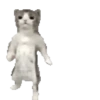 Gatos para el chat 🐱🤣 10