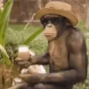 Macaco | Macaquinho 🐒 28