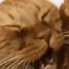 Gato triste y enojado 😎 13