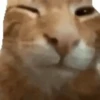 Gatos divertidos  10