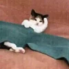 Gatos 7