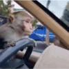 Macaquinhos 🐒 13