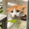 Gatos Moods😼❣️ 25