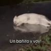 Funny Talking dogs 🐶🐾 15