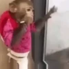 Macaco | Macaquinho 🐒 7