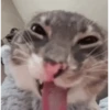 Gato 24