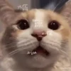Gatos engraçados 15