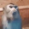 Macacos animados/monkeys🐒 12