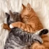 Gatos 16