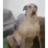 MEMES SEM QUALIDADE 😵 7