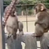 Mas monkey 9