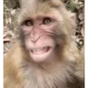 Monos felices 🐵🐒😁 13
