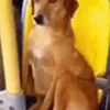 Cachorro caramelo 6