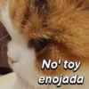 🐈‍⬛Cats🐱Gatos🐱Michis🐈‍⬛ 10