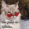 🐈‍⬛Cats🐱Gatos🐱Michis🐈‍⬛ 6