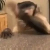 Macacos animados/monkeys🐒 7