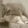 Gatos 13