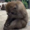 Monkey mix 🙊🙉 5