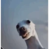 Cachorro  11