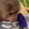 Monitos con movimiento 🐒🦍 8