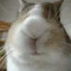 🐰CONEJOS TIERNOS🐰 5