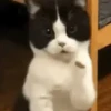 Gatos engraçados 8