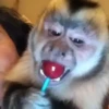 Monitos con movimiento 🐒🦍 4