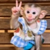 Monkey 15.0 5