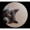 Pedro Pedro Pedro. TikTok mascotas 9