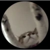 Pedro Pedro Pedro. TikTok mascotas 11