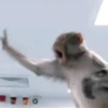 Macaquinhos 🐒 30