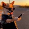 Perros chihuahua cool 7