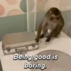 Monkeys Phrases 💬🐒 14