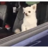 Perritos - Random - Gif🐶🐾 13