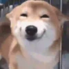 Perros para el chat 🤣🐕 6