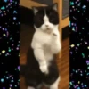 Gatos divertidos  11