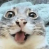 🐈‍⬛🐱🧶 GATOS | CATS 4 🧶🐱🐈‍⬛ 8