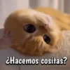 🐈‍⬛Cats🐱Gatos🐱Michis🐈‍⬛ 9