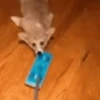Funny Dogs🐾🐶 8